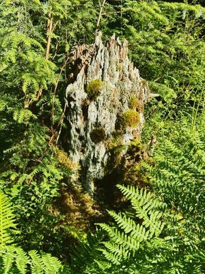 Twin Falls