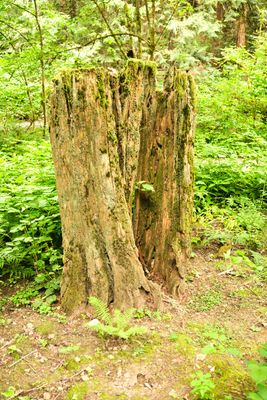 Leach Botanical Garden
