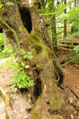 Leach Botanical Garden