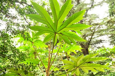 Leach Botanical Garden