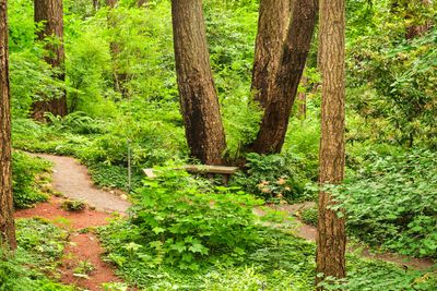 Leach Botanical Garden
