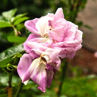 Leach Botanical Garden