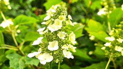Leach Botanical Garden