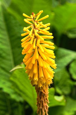 Leach Botanical Garden