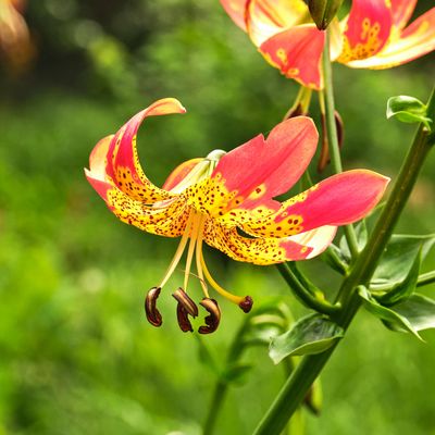 Leach Botanical Garden