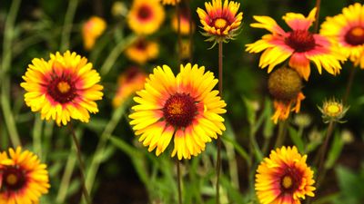 Leach Botanical Garden