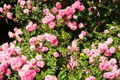 International Rose Test Garden