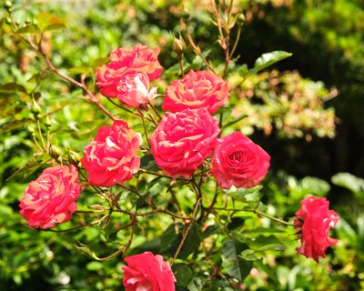 International Rose Test Garden