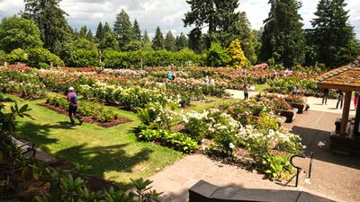 International Rose Test Garden
