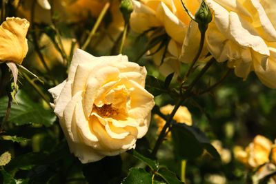 International Rose Test Garden