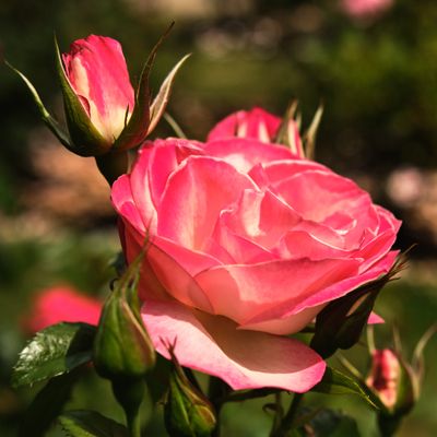 International Rose Test Garden