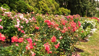 International Rose Test Garden