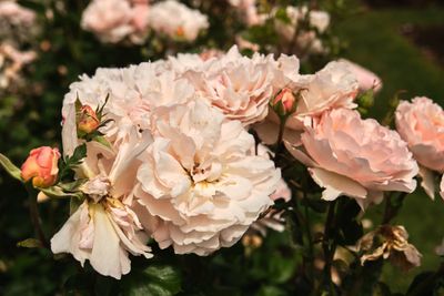 International Rose Test Garden