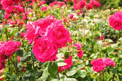 International Rose Test Garden