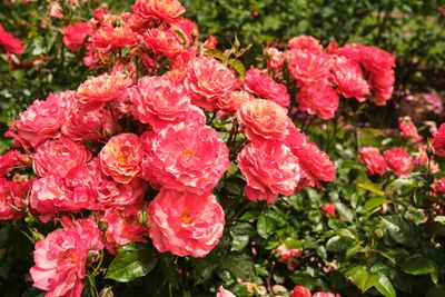 International Rose Test Garden