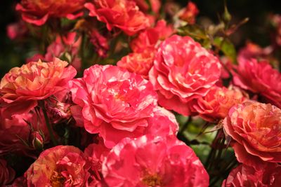 International Rose Test Garden