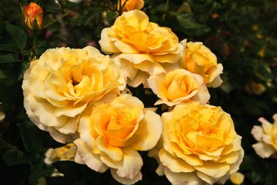 International Rose Test Garden