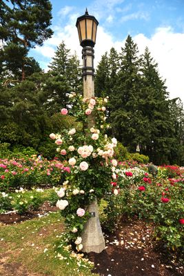 International Rose Test Garden