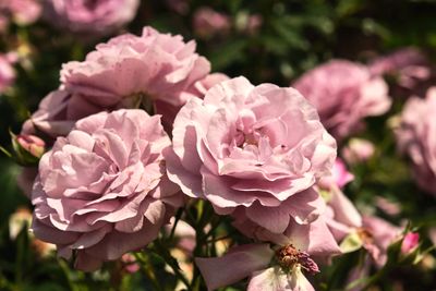 International Rose Test Garden
