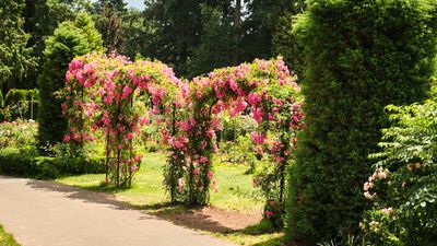 International Rose Test Garden