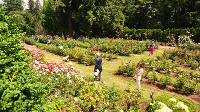 International Rose Test Garden