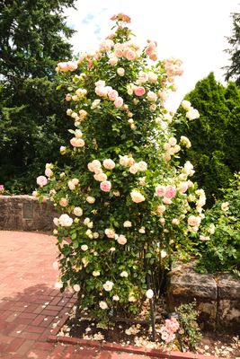 International Rose Test Garden