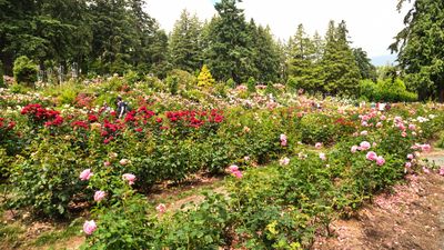International Rose Test Garden