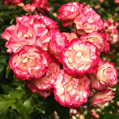 International Rose Test Garden