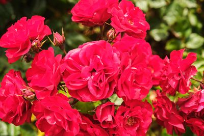 International Rose Test Garden