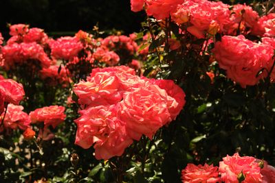 International Rose Test Garden