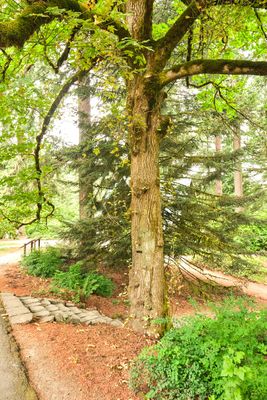 Hoyt Arboretum