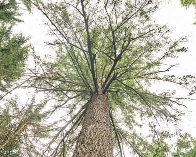 Hoyt Arboretum