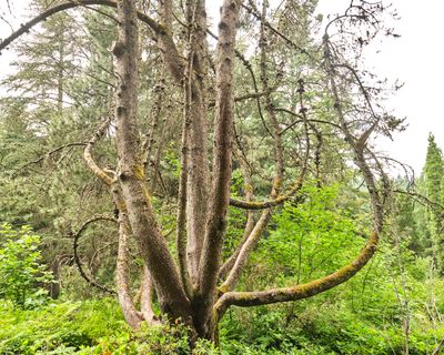Hoyt Arboretum