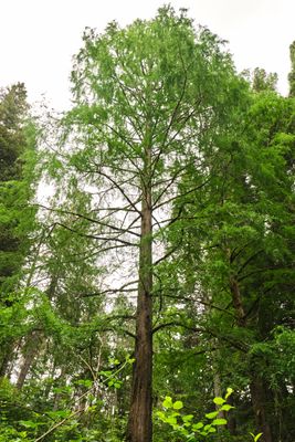 Hoyt Arboretum