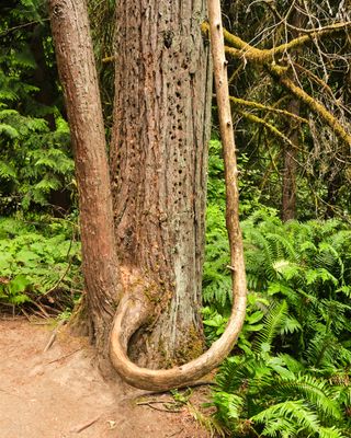 Hoyt Arboretum