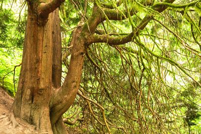 Hoyt Arboretum