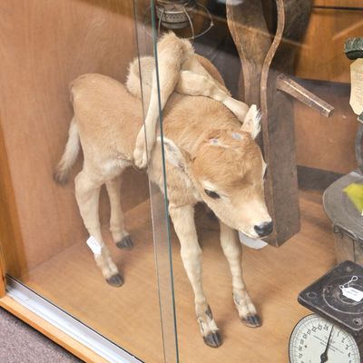 Mount Angel Abbey Museum