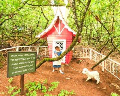 Enchanted Forest