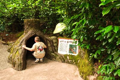 Enchanted Forest