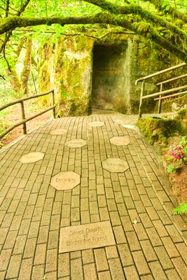 Enchanted Forest