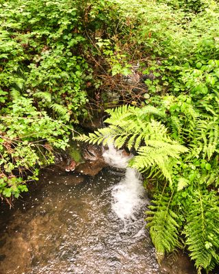 Cascadia Soda Springs