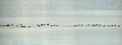Lake Abert