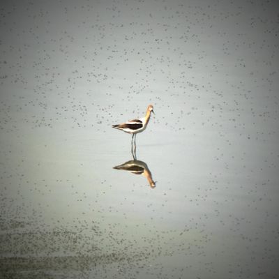 Lake Abert
