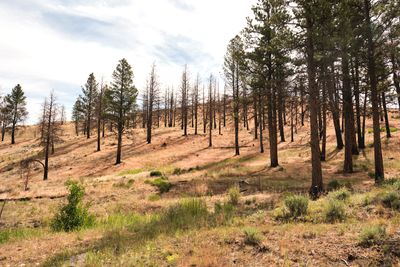 Fremont National Recreation Trail