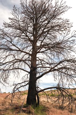 Fremont National Recreation Trail