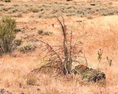 Fremont National Recreation Trail