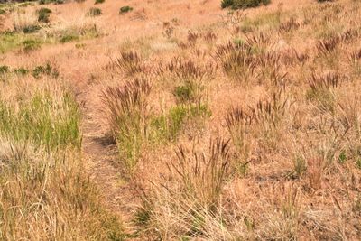 Fremont National Recreation Trail