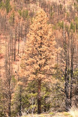 Fremont National Recreation Trail