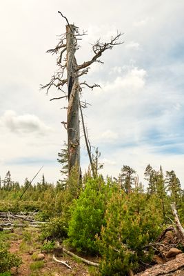 Fremont National Recreation Trail