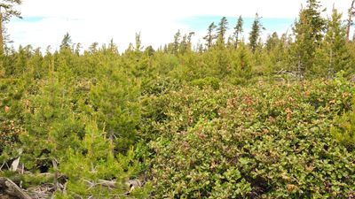 Fremont National Recreation Trail